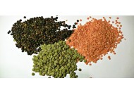 Ingredion宜瑞安推动食品裹粉配料市场创新发展